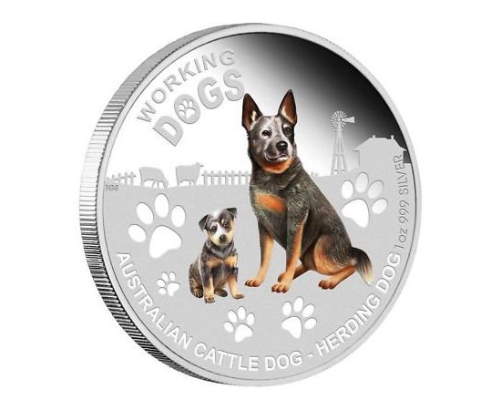 Пастушья собака - изображение 49 Пастушья собака - изображение 49