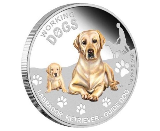 Лабрадор Ретривер - изображение 49 Лабрадор Ретривер - изображение 49