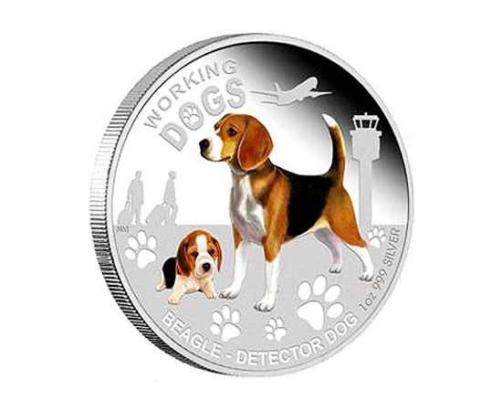 Бигль - изображение 49 Бигль - изображение 49