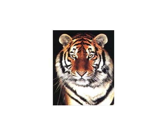 Год Тигра - изображение 75 Год Тигра - изображение 75