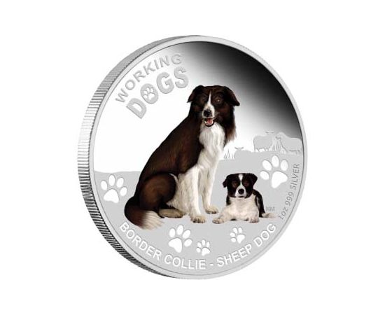 Собака Пограничная колли - изображение 65 Собака Пограничная колли - изображение 65