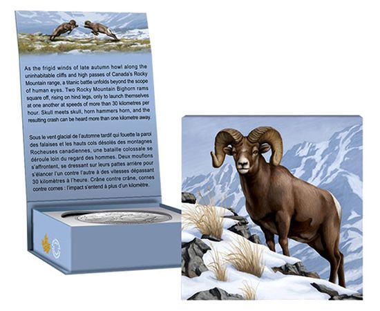 Битва горных баранов - изображение 75